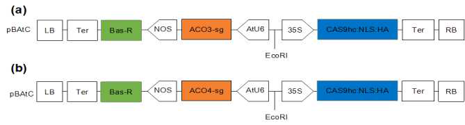 The T-DNA region of the binary vector pBAtC showing the left and right border regions; 35s and AtU6 promoter, the bar gene, Cas9 and sgRNAs targeted to PhACO3 and PhACO4 genes