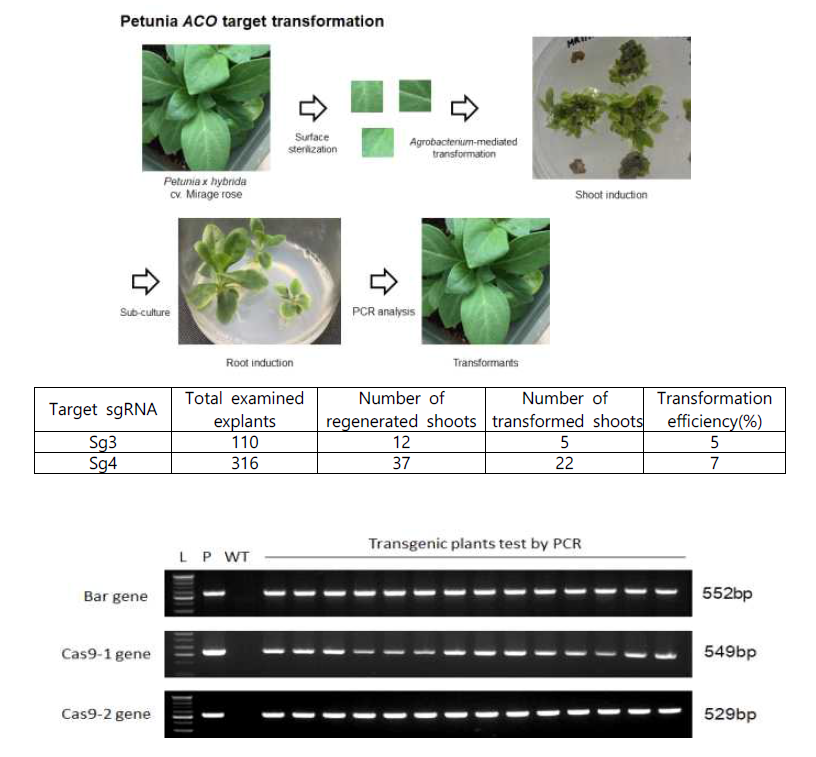 Detection of the presence of Cas9-1, Cas9-2 and bar gene in the transgenic lines in comparison with plasmid (P) and wild type (WT) using simple PCR