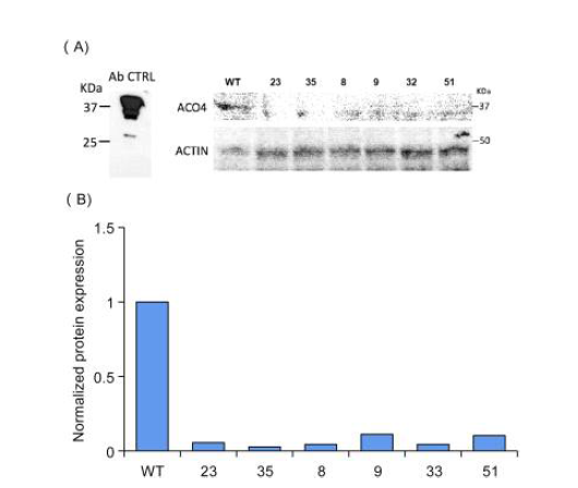 Determination of ACO4 protein reduction in transgenic lines editing PhACO4 gene using western-blot analysis (A). Expression analysis of ACO4 protein in the transgenic lines editing PhACO4 using image J software (B)