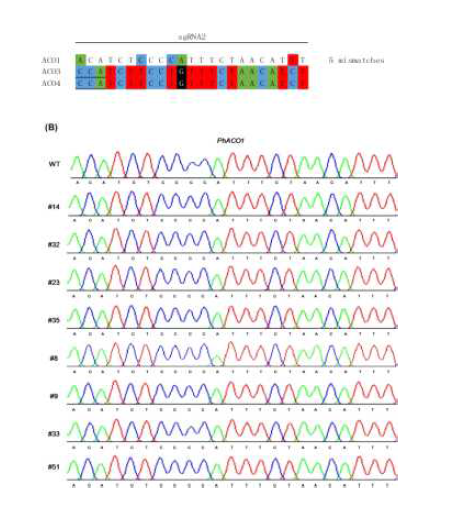 Detection of potential off-target mutations in CRISPR/Cas9-mediated PhACO3 and PhACO4-edited mutants by Sanger sequencing. (A) Illustration of the number of mismatched nucleotides between PhACO3/4 (sgRNA2: on-target site) and the potential off-target sites of PhACO1; (B) Sanger sequencing data showing no mutation at off-target sites in the mutants