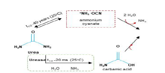 Urea 가수분해 경로