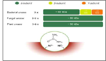Urease의 subunits과 Ni 원자의 활성 부위 묘사