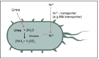 Ni2 +을 이용한 Urease 작용