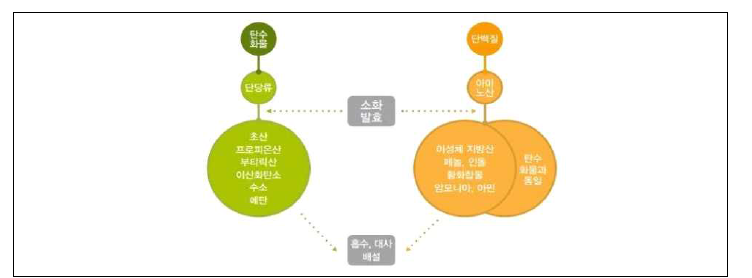 냄새물질의 생성 과정(1994, Jensen and Jorgensen)