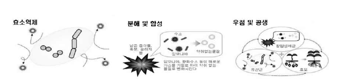 이종 미생물 적용을 통한 냄새저감 원리