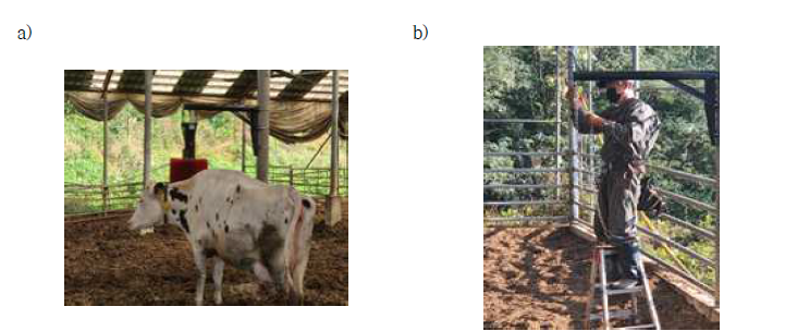 Picture of the two experiment conditions in this study; (a) grooming device (cow brush) for dairy cows, (b) chain for growing cattle