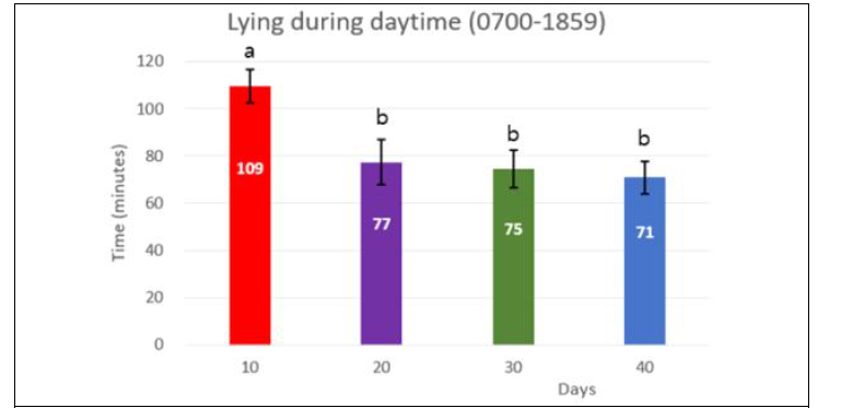 톱밥 설치 일령에 따른 한우 미경산우(n=36)의 낮시간(7:00-18:59, 12시간) 중 앉기시간 변화