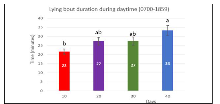 톱밥 설치 일령에 따른 한우 미경산우(n=36)의 낮시간(7:00-18:59, 12시간) 중 회당 앉기지속시간 변화