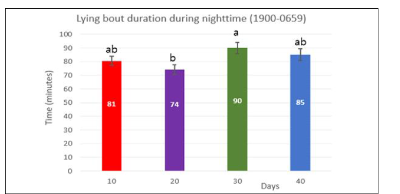 톱밥 설치 일령에 따른 한우 미경산우(n=36)의 저녁시간(19:00-6:59, 12시간) 중 회당 앉기지속시간 변화
