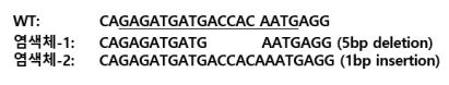 MYB28 유전자편집 재분화 개체의 MYB28 염기서열 분석결과. WT: 브로콜리 육종계통, 염색체-1 과 –2: 유전자편집 재분화 개체 염색체 쌍. 밑줄: sgRNA 서열