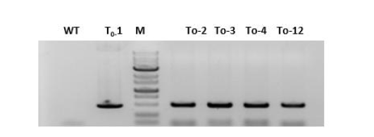 Basta 프라이머를 이용한 PCR 실험 결과. WT; 비형질전환체, T0-1, T0-2, T0-3, T0-4, T0-12; 형질전환체