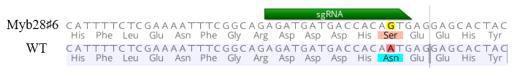 MYB28 유전자편집 브로콜리 T0 개체에 대한 유전자 서열 분석