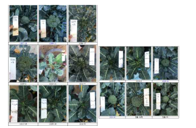브로콜리 T1 식물체들의 화뢰생성 및 특성 조사 모습