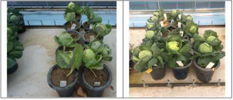 정식화분 이식후 재배중인 양배추(T0) 재분화 식물체