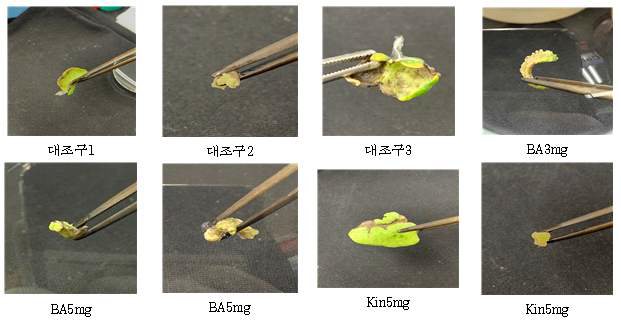 Kinetin과 BA 호르몬을 이용한 RA4 계통 direct shoot 유기