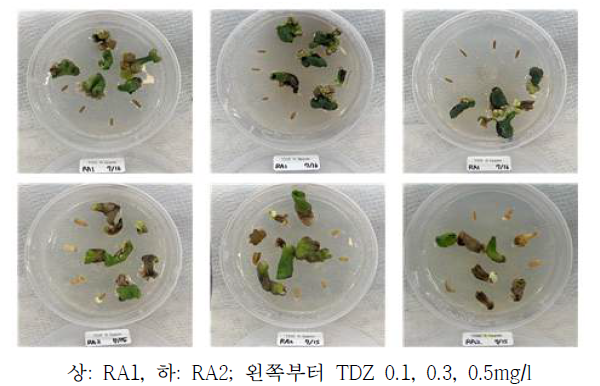 RA1, RA2 계통 조직별 TDZ 호르몬을 이용한 엽배양 한달 후 양상