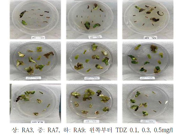 RA3, RA7, RA9 계통 조직별 TDZ 호르몬을 이용한 엽배양 한달 후 양상