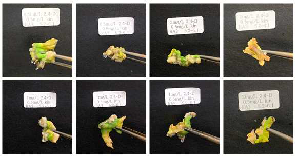 RA3 계통 조직별 2,4-D + Kinetin 호르몬을 이용한 캘러스 유기