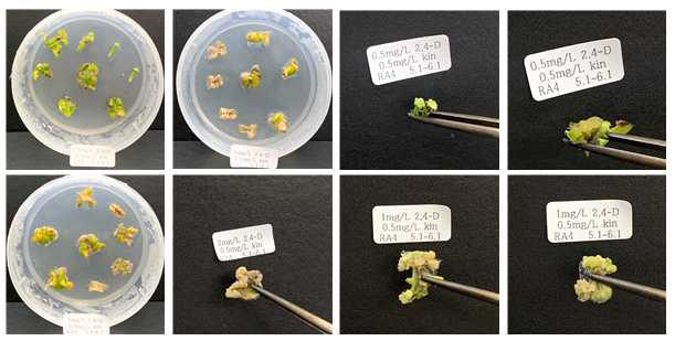 RA4 계통 조직별 2,4-D + Kinetin 호르몬을 이용한 캘러스 유기