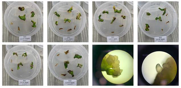 RA3 계통 조직별, 2,4-D 호르몬 농도별 캘러스 유기