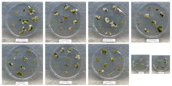 RA9 계통 조직별, 2,4-D 호르몬 농도별 캘러스 유기