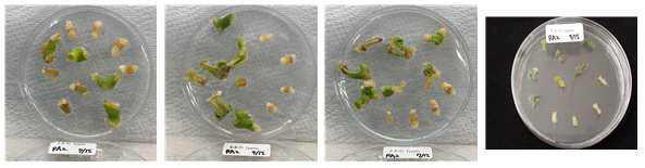 2,4-D 호르몬(1mg/l)을 이용한 RA2 계통 조직별 캘러스 유기