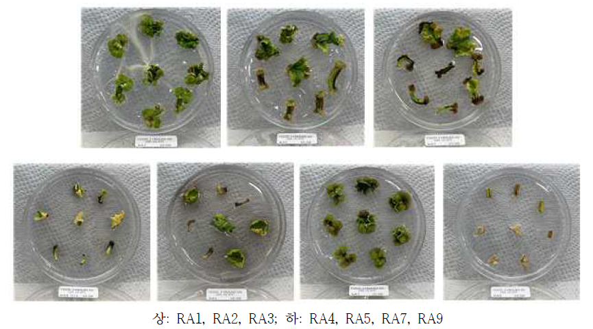 계통별 TDZ 0.1mg/l + NAA 0.05mg/l 호르몬을 이용한 캘러스 유기