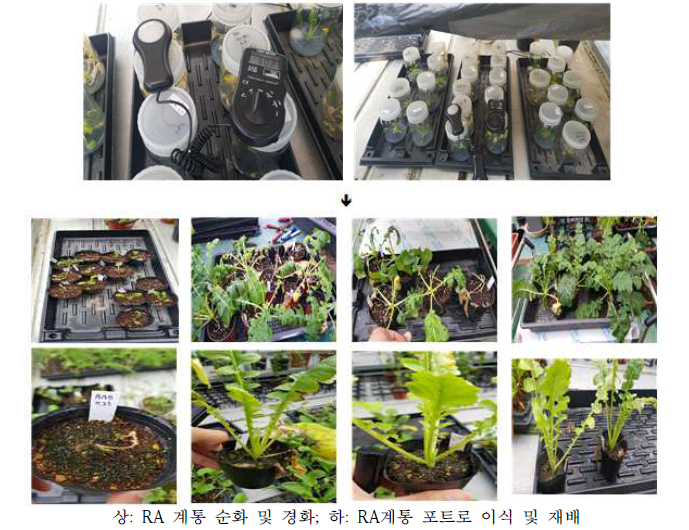 RA계통별 순화, 경화 및 포트 이식