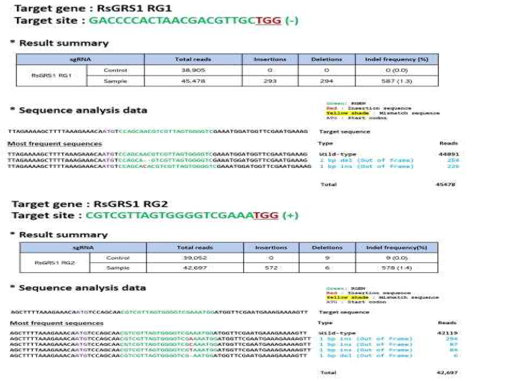 무 글로코시놀레이트 관련 유전자 RsGRS1 RG1, RsGRS1 RG2 sgRNA validation