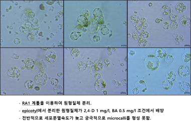 무 RA1 계통을 이용한 원형질체 분리 및 배양 사진