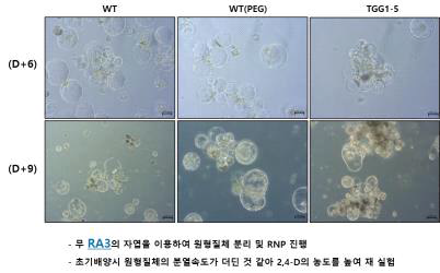 무 RA3 계통을 이용하여 떡잎으로부터 원형질체를 분리한 후, TGG1-5 (TGG1A) sgRNA로 RNP 실험한 후, 6일 (사진 위) 및 9일 (사진 아래) 경과한 사진