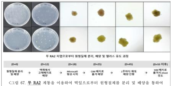 무 RA2 계통을 이용하여 떡잎으로부터 원형질체를 분리 및 배양을 통하여