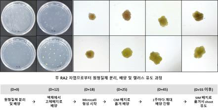 무 RA7 계통을 이용하여 떡잎으로부터 원형질체를 분리 및 배양을 통하여 형성된 캘러스 및 이들 캘러스를 이용한 SIM (shoot inducing media) 배지에서 shoot 유도 과정