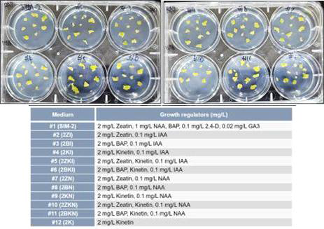 무 RA7 계통을 이용하여 형성된 캘러스와 SIM2 (shoot inducing media) 배지조성