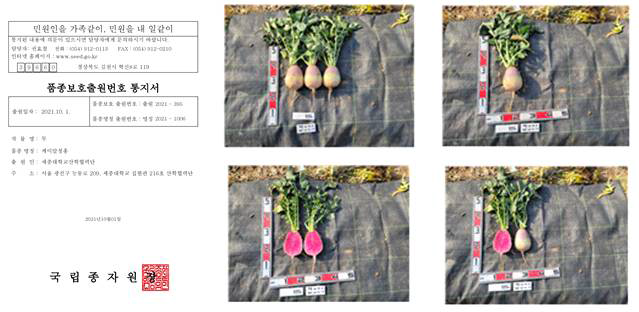 KR 청홍 품종 보호 출원서 및 KR 청홍 품종 보호출원 사진