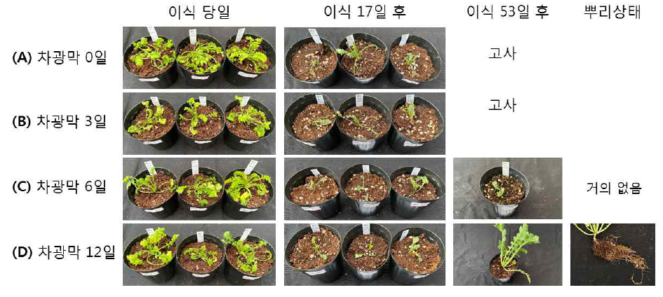 차광막처리 유무와 기간에 따른 RA2 식물체의 순화 결과