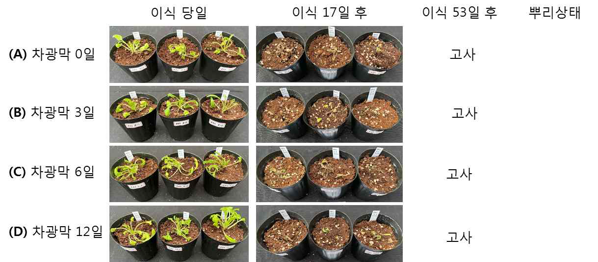 차광막처리 유무와 기간에 따른 RA3 식물체의 순화 결과