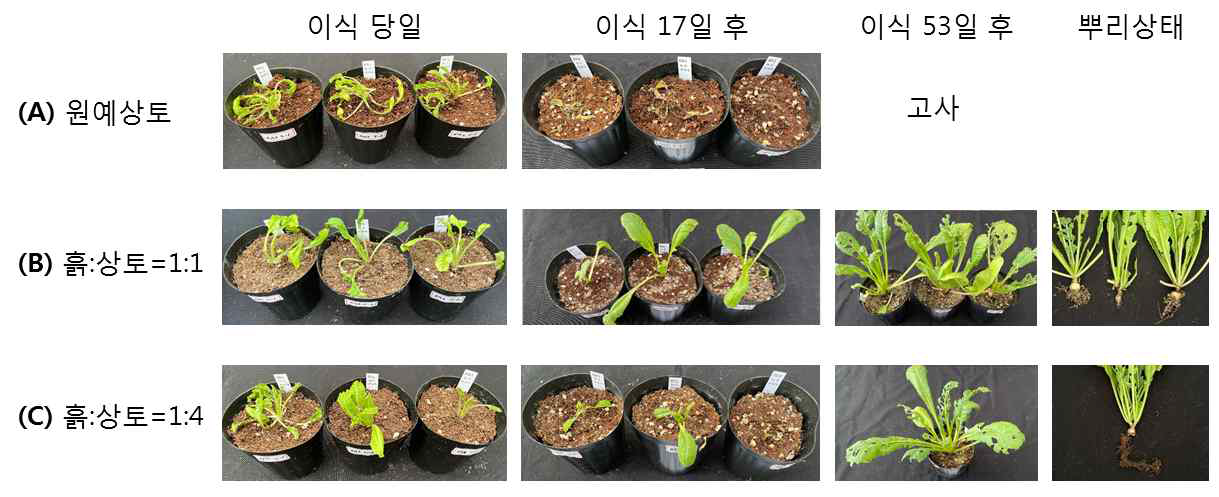 배양토 종류에 따른 RA3 식물체의 순화