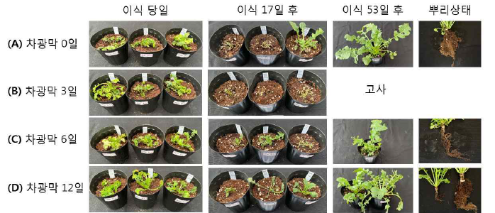 차광막처리 유무와 기간에 따른 RA30 식물체의 순화 결과