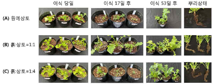 배양토 종류에 따른 RA30 식물체의 순화 결과