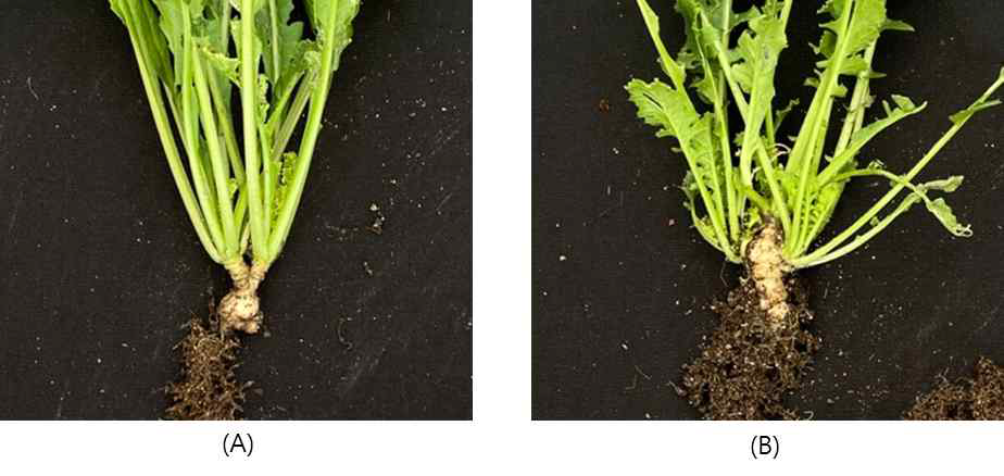 순화를 마친 기내배양multishoot식물체 (A) RA3; (B) RA30