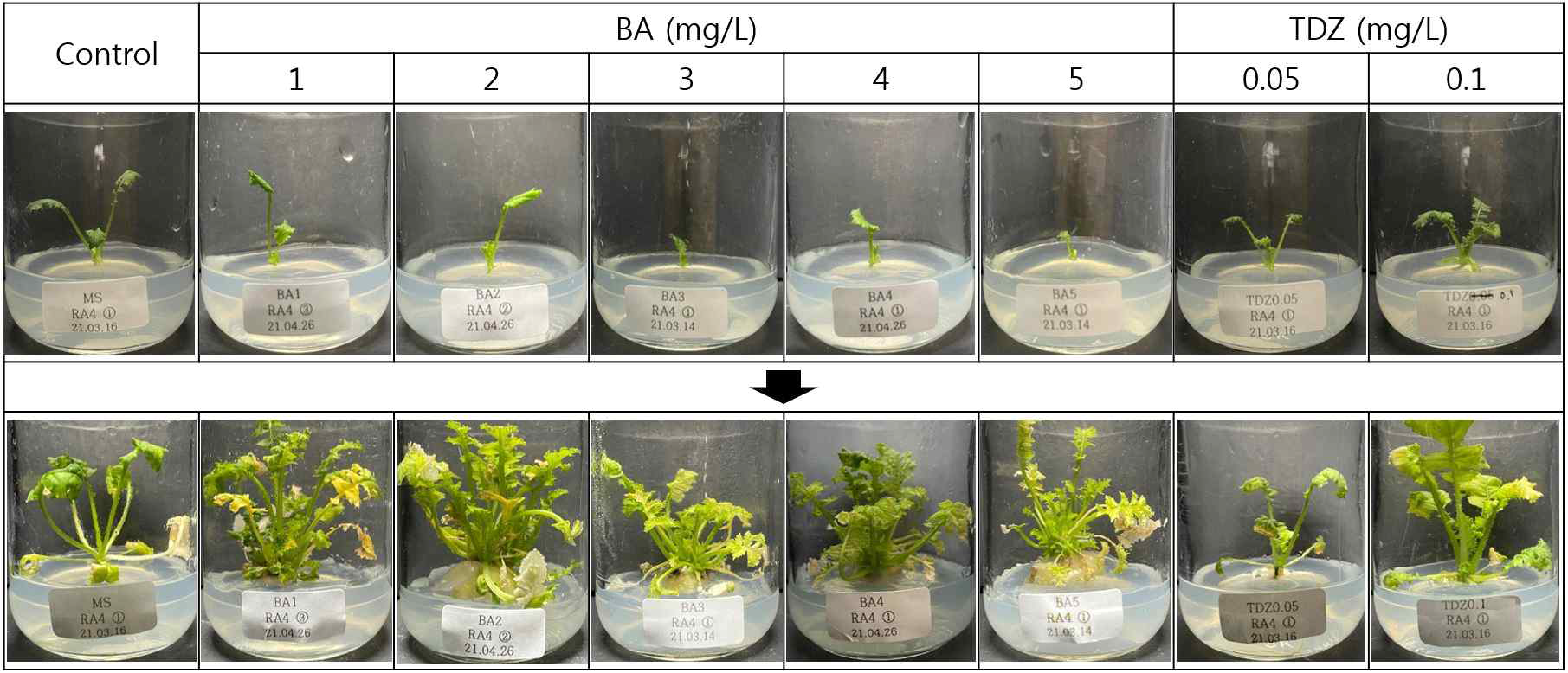 RA 4 계통 유묘의 BA와 TDZ 호르몬을 이용한 경정배양