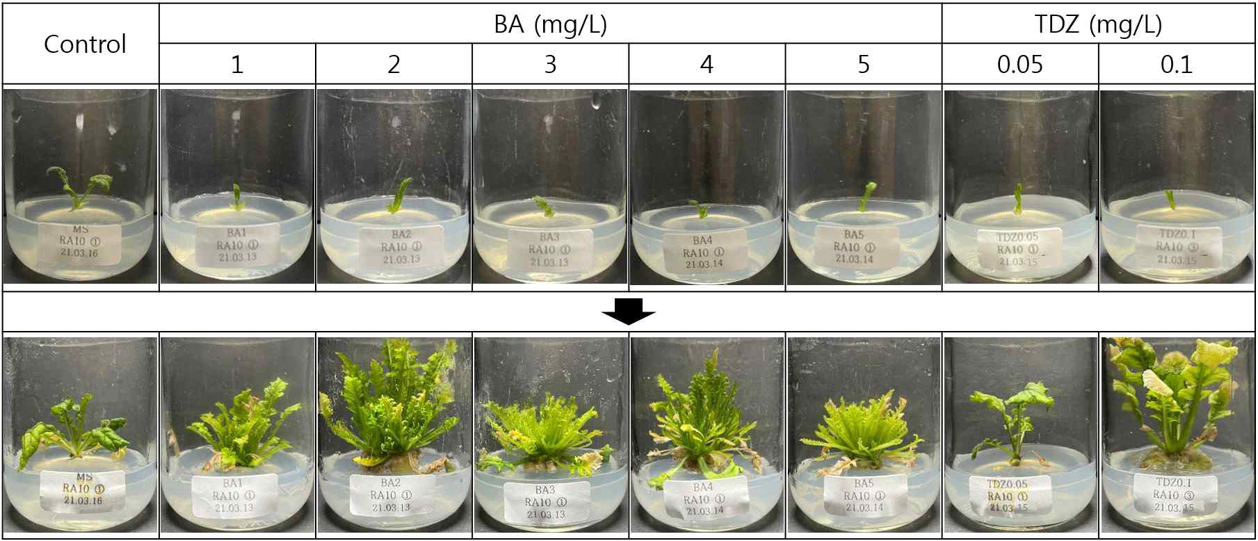 RA 10 계통 유묘의 BA와 TDZ 호르몬을 이용한 경정배양
