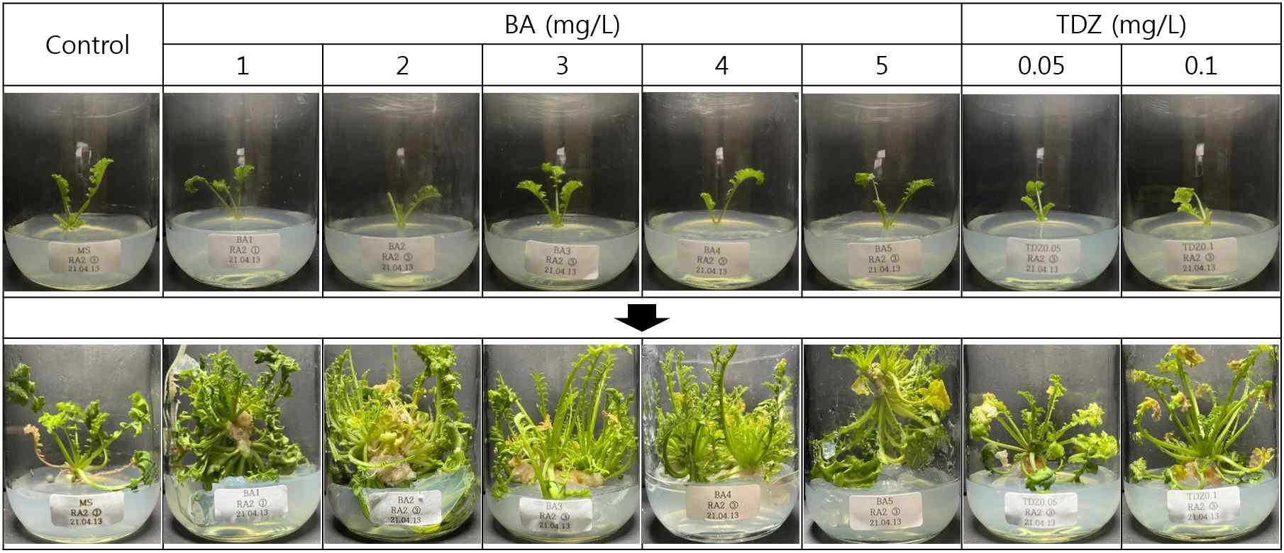 RA 2 계통 성묘의 BA와 TDZ 호르몬을 이용한 경정배양