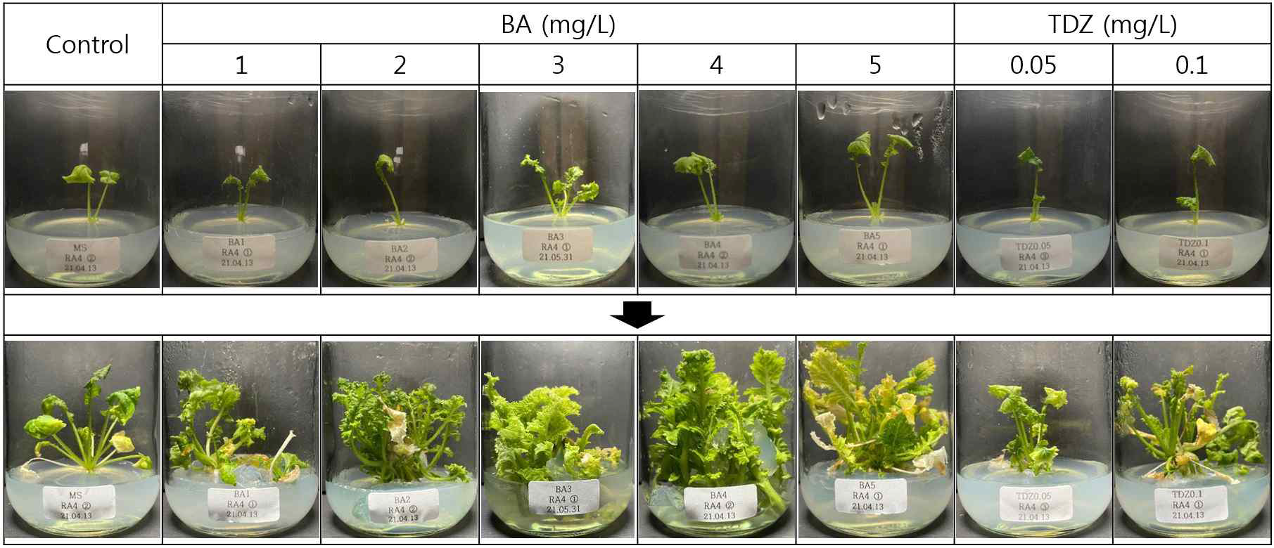 RA 4 계통 성묘의 BA와 TDZ 호르몬을 이용한 경정배양