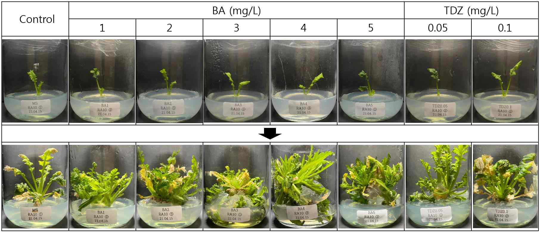 RA 10 계통 성묘의 BA와 TDZ 호르몬을 이용한 경정배양