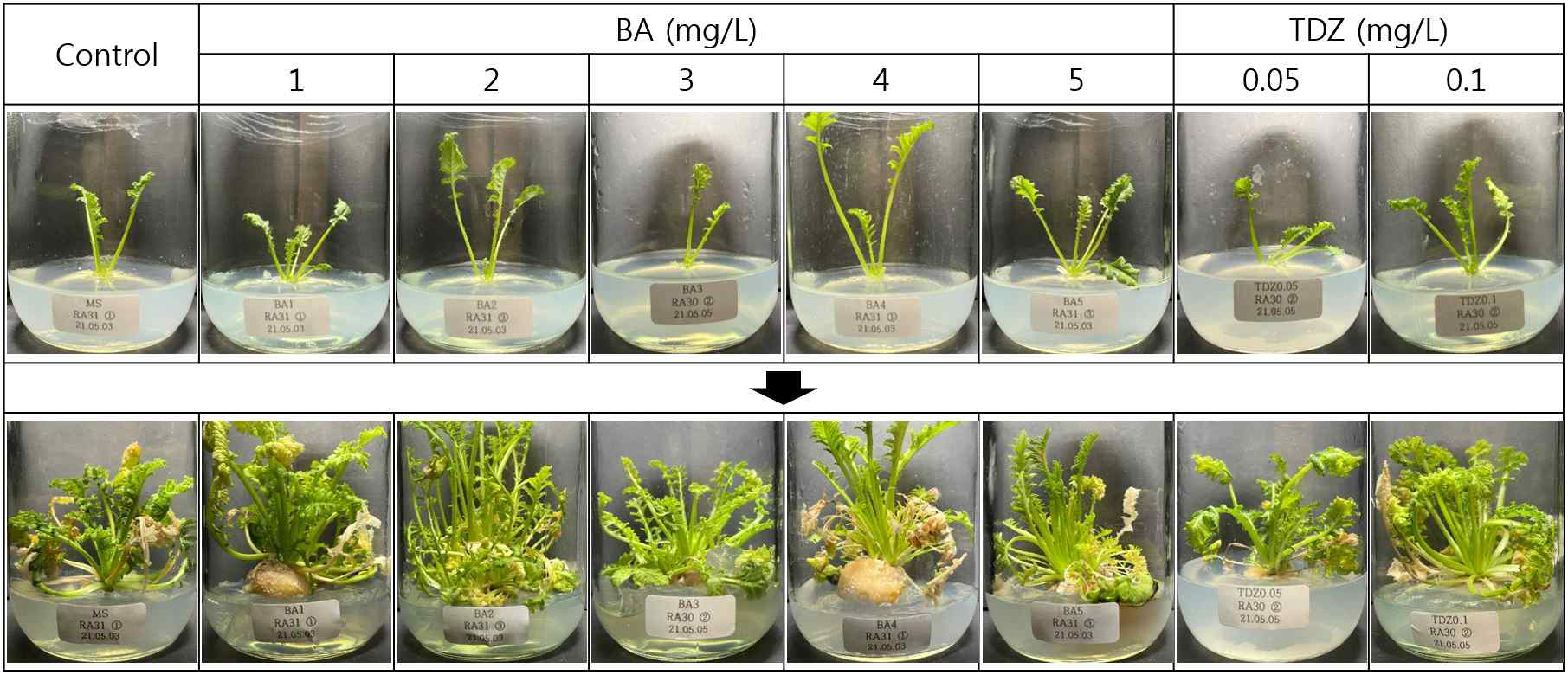 RA 30 계통 성묘의 BA와 TDZ 호르몬을 이용한 경정배양