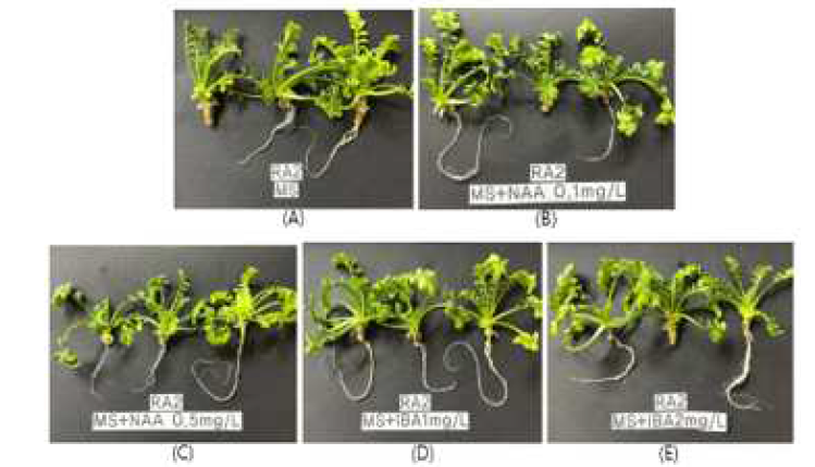 NAA와 IBA 호르몬을 이용한 RA2 계통의 뿌리유도 (A)MS(control);(B)MS+ NAA0.1mg/L; (C)MS+NAA0.5mg/L;(D)MS+IBA1mg/L;(E)MS+IBA 2mg/L