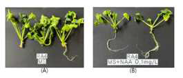 NAA와 IBA 호르몬을 이용한 RA4 계통의 뿌리유도 (A)MS(control);(B)MS+ NAA0.1mg/L; (C)MS+NAA0.5mg/L;(D)MS+IBA1mg/L;(E)MS+IBA 2mg/L