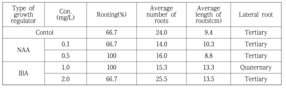 NAA와 IBA 호르몬을 이용한 RA2 계통의 뿌리유도 개수